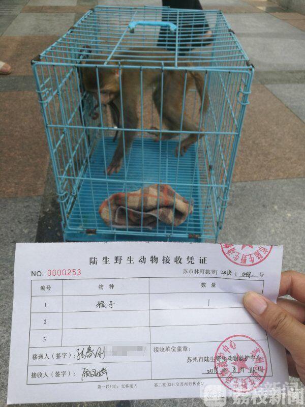 养石猴当宠物真的像网上说的那么美好吗？