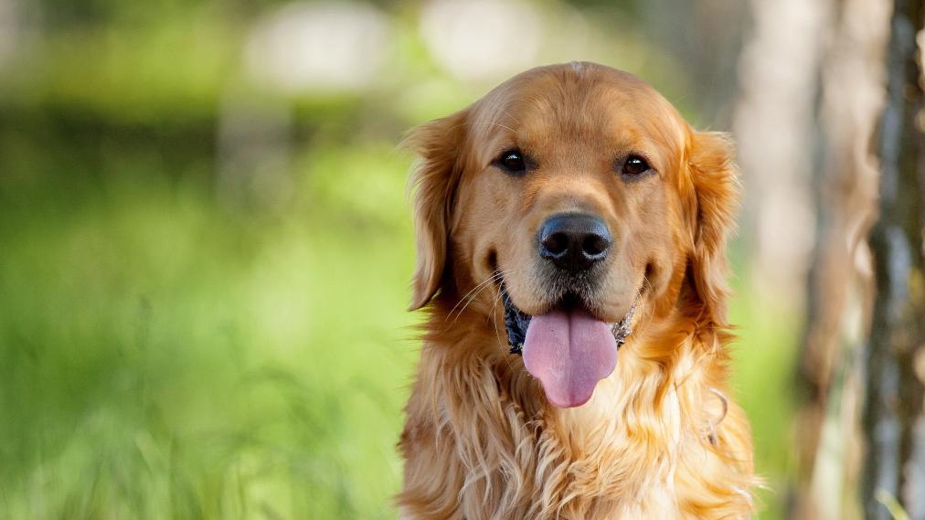 宠物生病了该不该自己买药？新手家长必须知道的5个真相