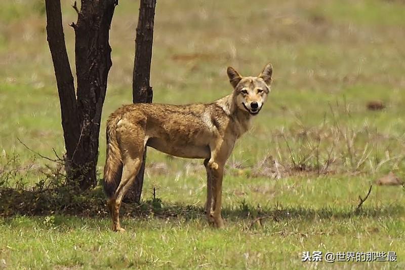 新手玩伊珂为什么总在第一天弃坑？