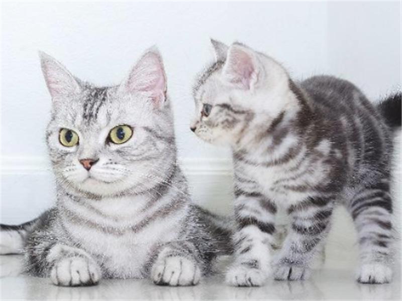 淘宝绿卡真的能让你省出一个LV吗？