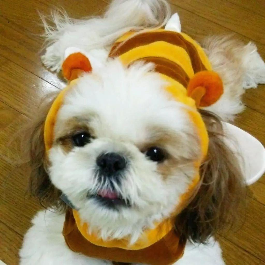 西施犬到底要花多少钱才能带回家？