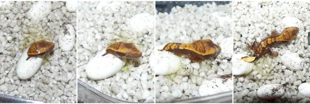 守宫是壁虎还是蜥蜴？