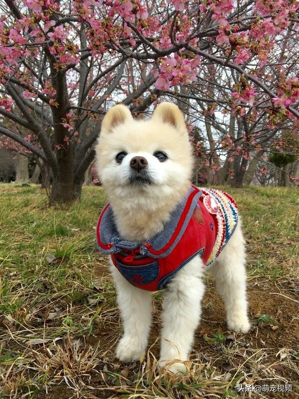 为什么俊介君能成为全网最治愈的网红狗狗？