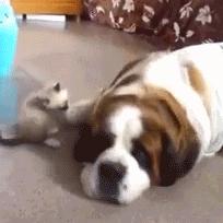 圣伯纳犬真的适合新手养吗？