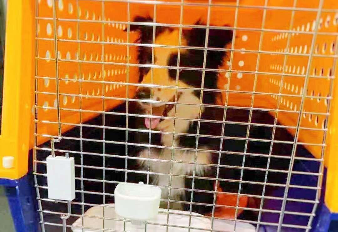 花5万买个宠物天猫店到底靠不靠谱？