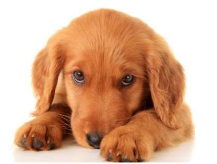 松狮犬真的适合新手养吗？