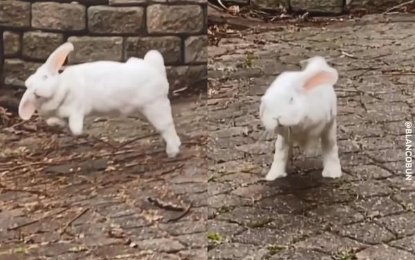 跳跃的兔子到底怎么玩才能拿高分？