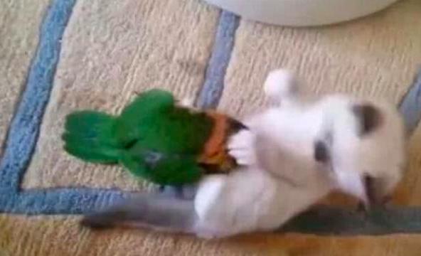 为什么别人的血鹦鹉红得像火焰，你的却总在鱼缸里装死？