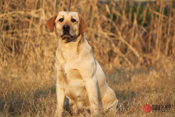 1982年出生的人属狗还是属鸡？