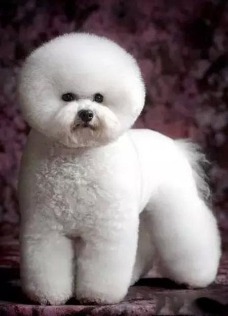 什么品种的狗狗永远长不大？