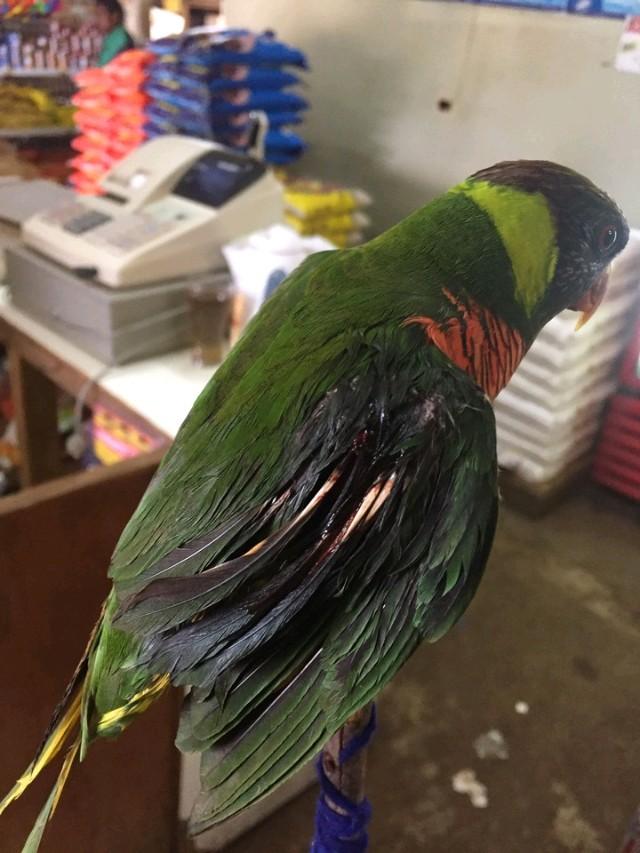 红色吸蜜鹦鹉饲养指南：夏季通风冬季保暖