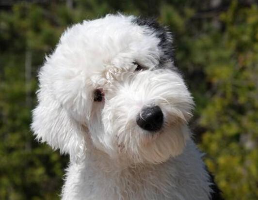 英国古代牧羊犬真的适合新手养吗？