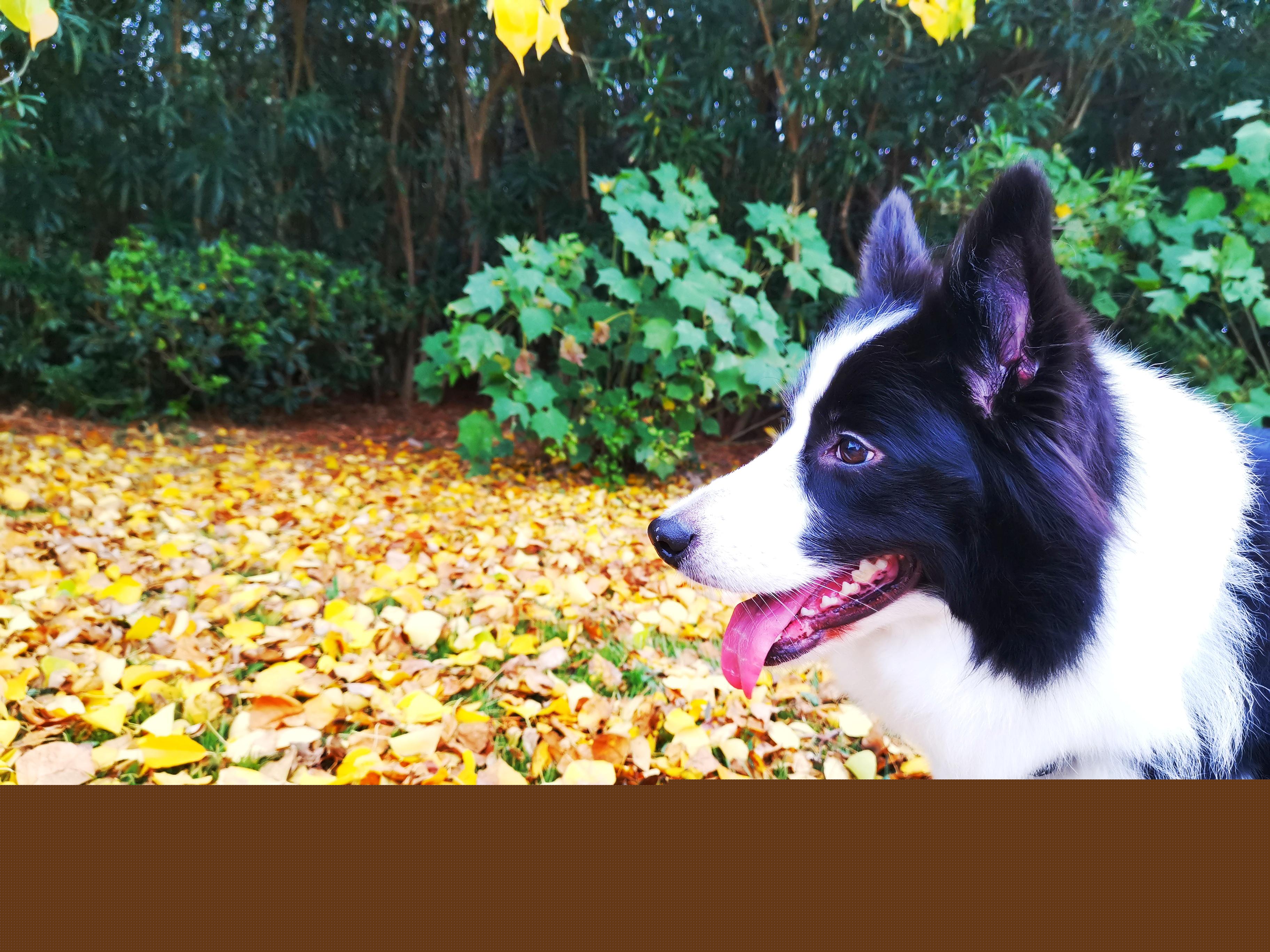 边境牧羊犬价格为啥差这么多？