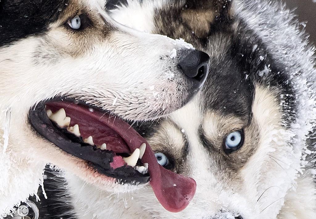 阿拉斯加雪橇犬真的适合当宠物吗？