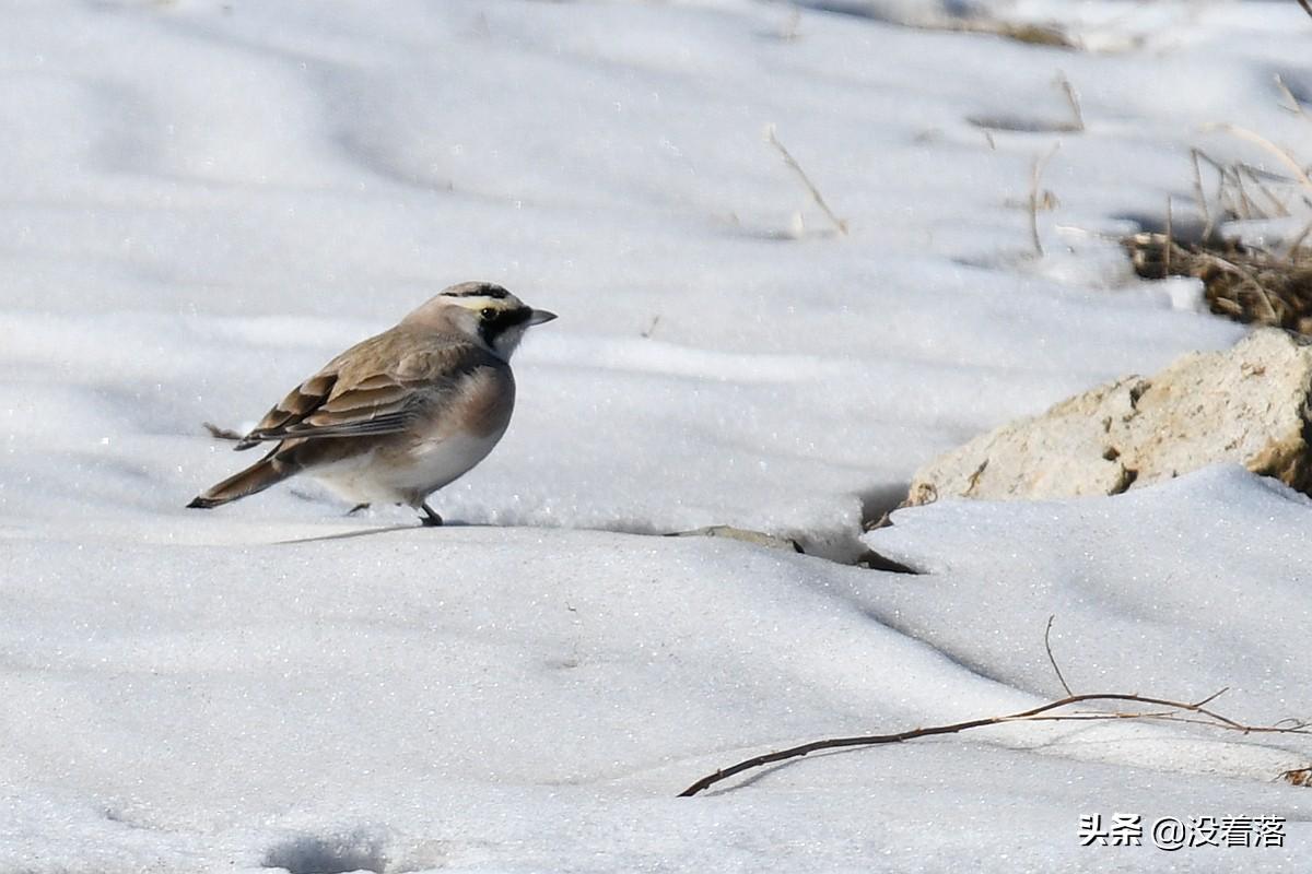 角百灵这种鸟到底要怎么找才能看见啊？