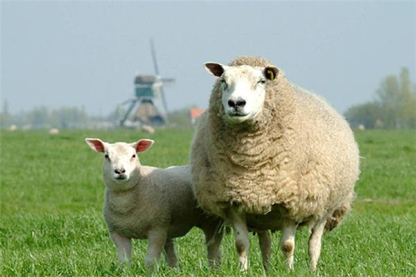 生肖羊2018年运势大全_属羊运势2018年运势如何_属羊2018年运势及运程