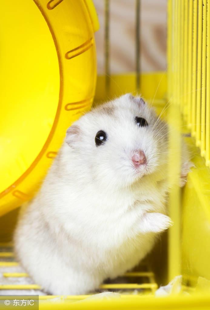 奶茶仓鼠饲养全攻略：如何正确养护你的小宠物