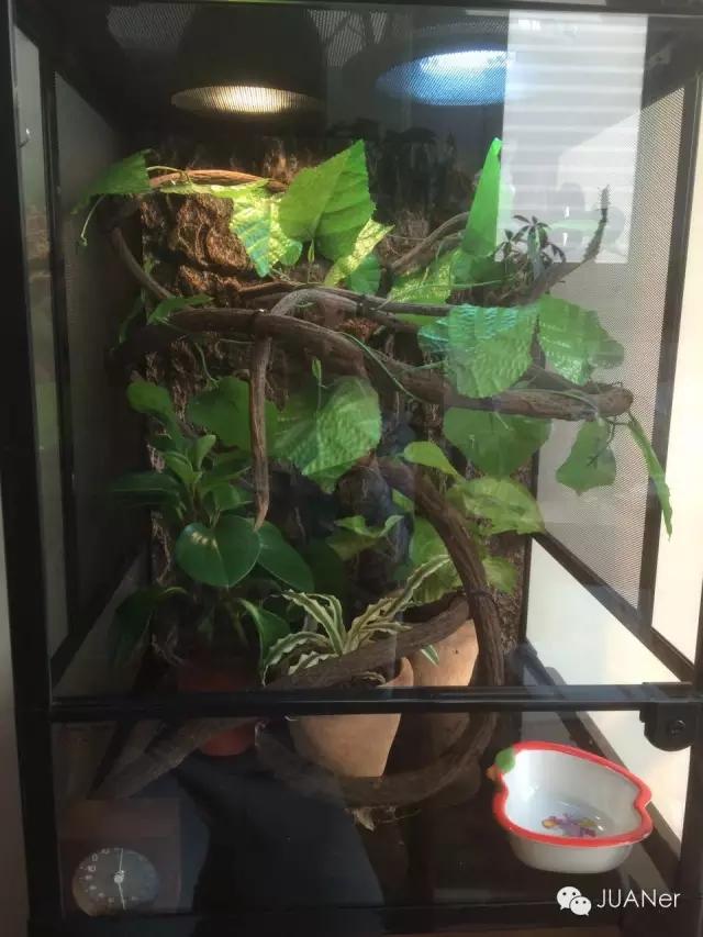 如何养好高冠变色龙？掌握环境因素是关键技巧