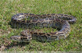 梦见龙是吉兆还是凶兆？