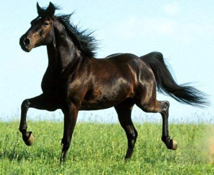 汗血宝马真的会流血吗？