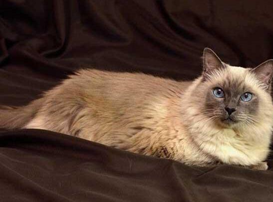 养猫新手必看！巴厘猫真的不掉毛吗？