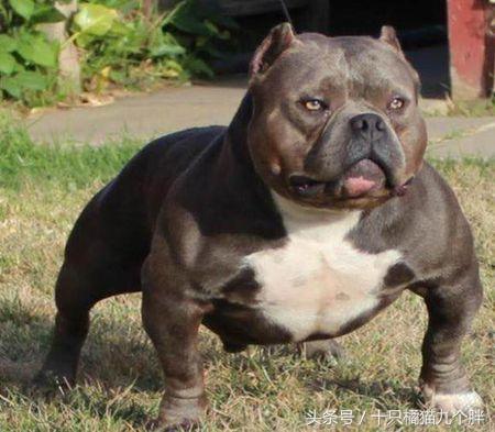 斯塔福梗犬真的像传说中那么难养吗？