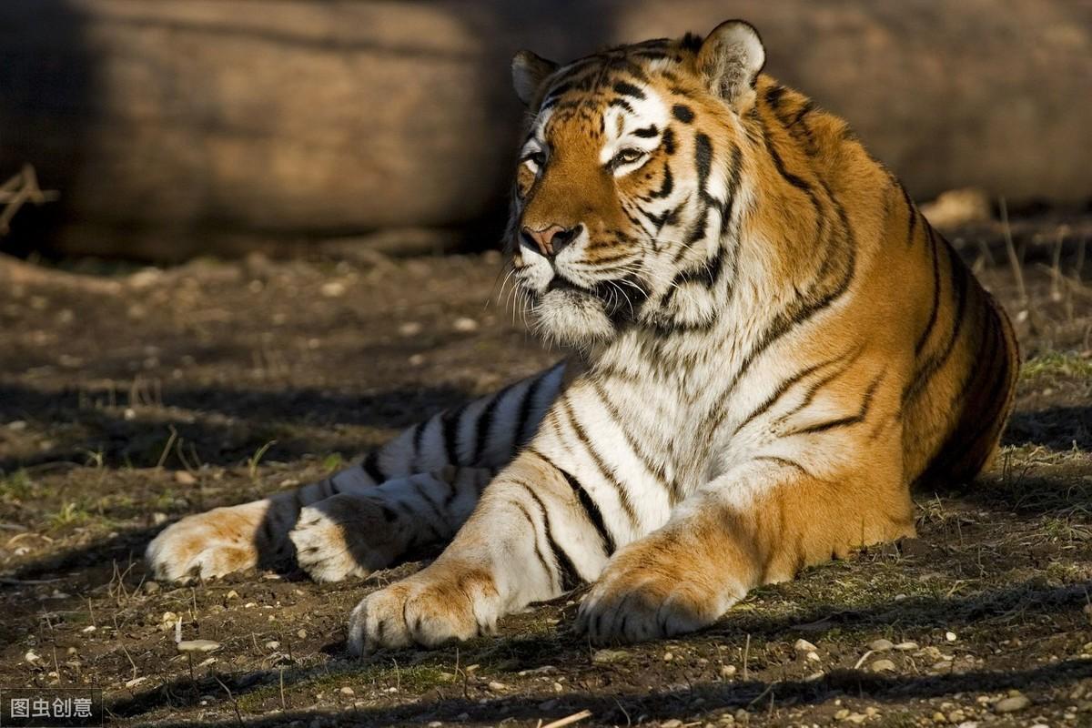 黄历万年历老黄历正版到底怎么用？