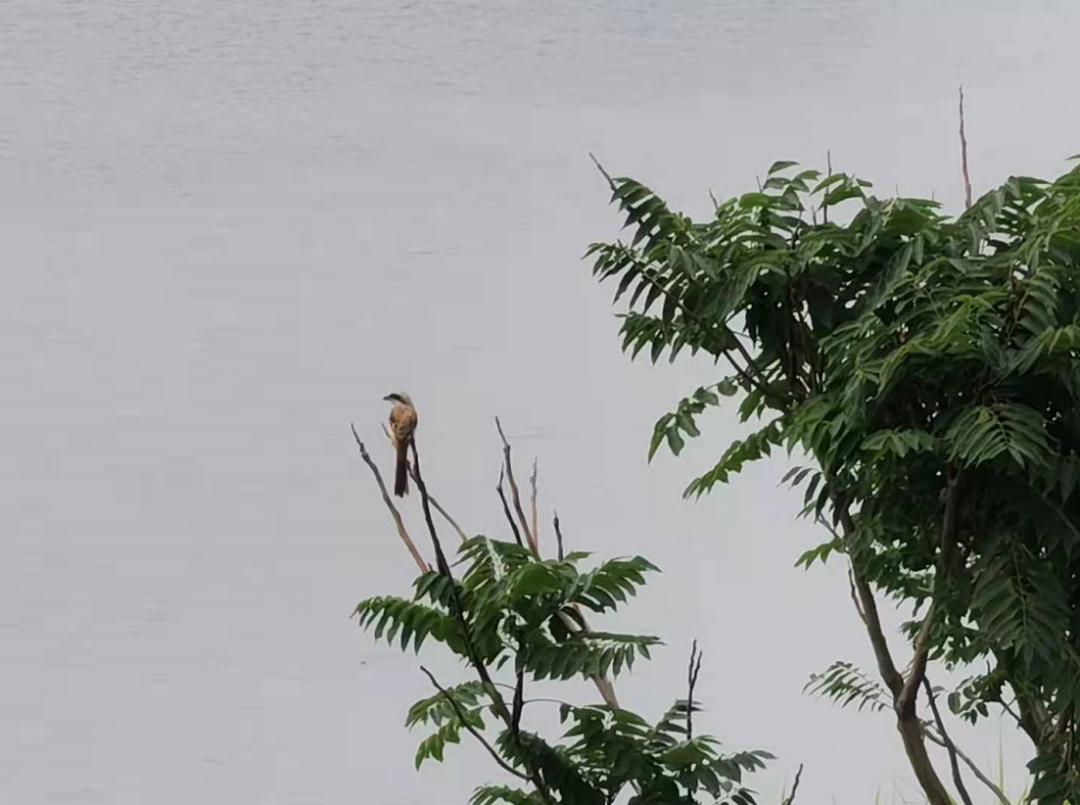 伯劳鸟的饮食习性：主要食物是昆虫和害虫