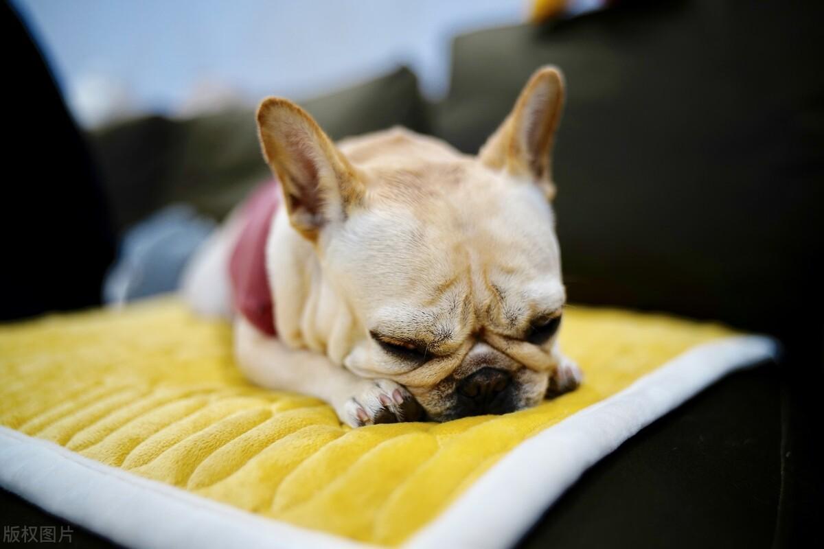 深入了解英国斗牛犬的性格 - 尽在波奇网