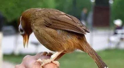 新手养画眉鸟为什么总养不活？