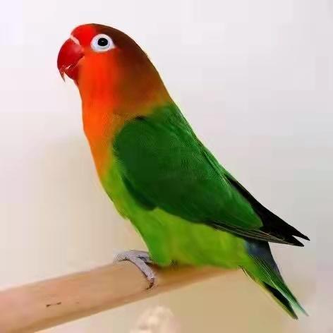 养费氏情侣鹦鹉真的需要找对象吗？