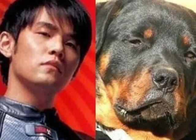 罗威士梗真的适合新手养吗？