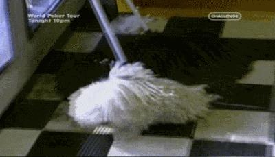 圣伯纳犬真的适合新手养吗？