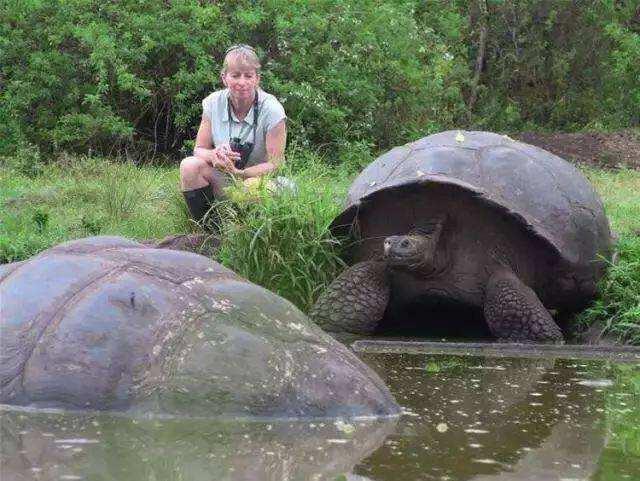 养亚达伯拉象龟真的像养石头吗？