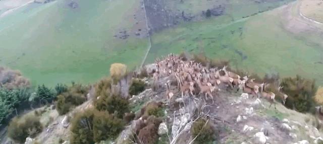 你家牧羊犬的饭碗里装对东西了吗？