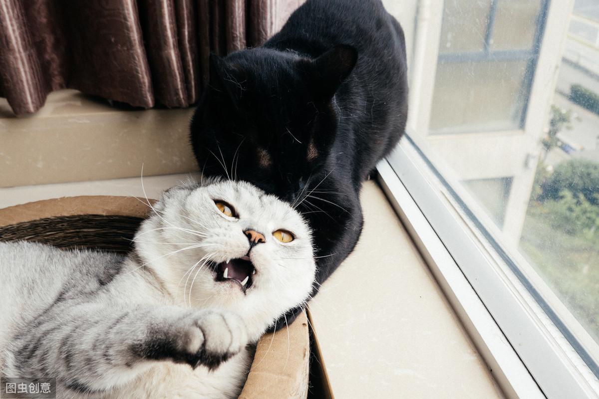 为什么每次捉猫猫都输到怀疑人生？