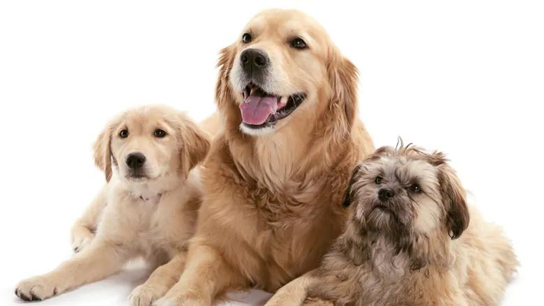 金毛被称为金毛寻回犬的原因_波奇网