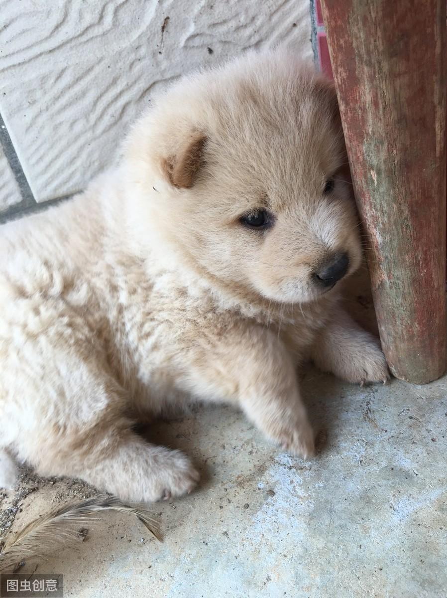 宠物生病了该不该自己买药？新手家长必须知道的5个真相