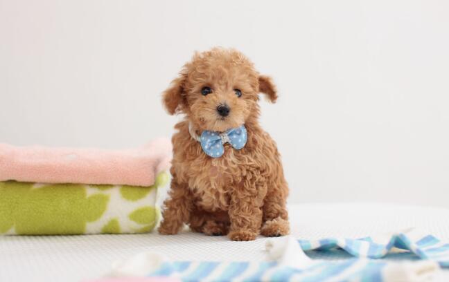 博美狗狗真的适合新手养吗？