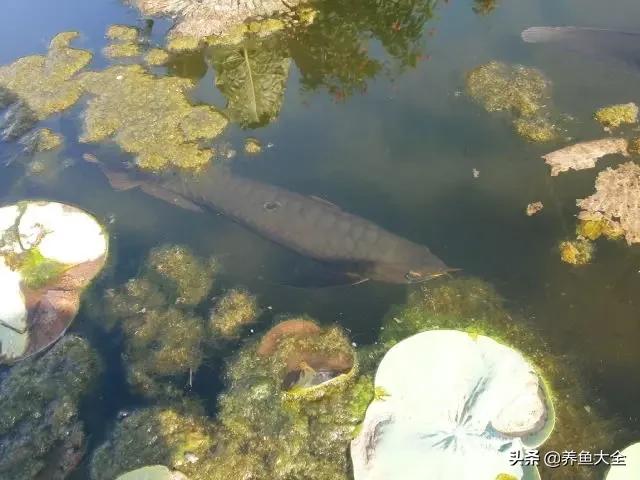 锦鲤鱼混养指南：了解锦鲤性情与适合混养的鱼类