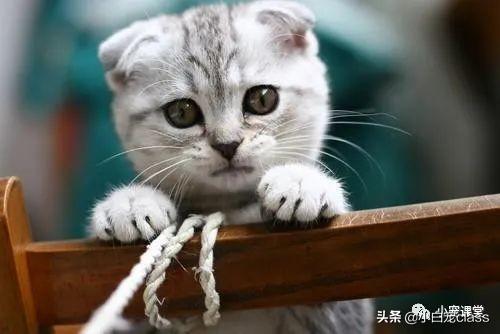 苏格兰折耳猫配种方法：培养健康后一代的全面指南