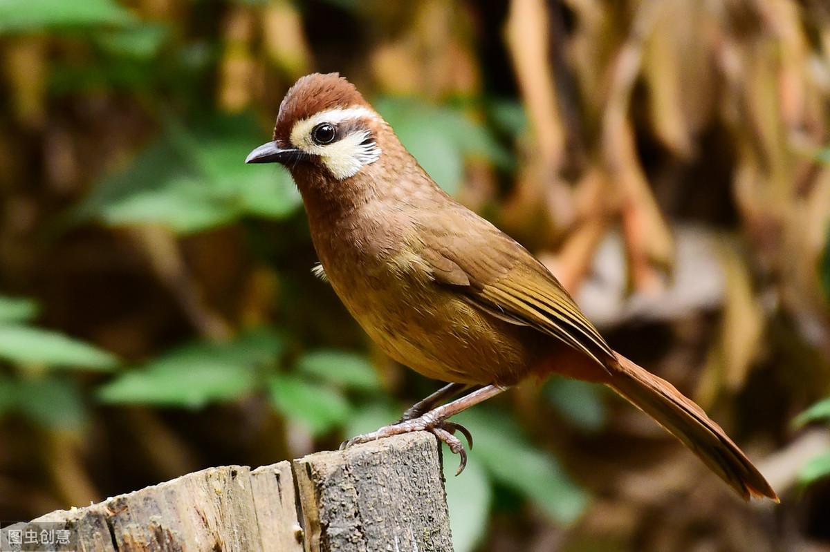 大噪鹛为什么能吵到让你怀疑人生? 大噪鹛为什么能吵到让你怀疑人生?