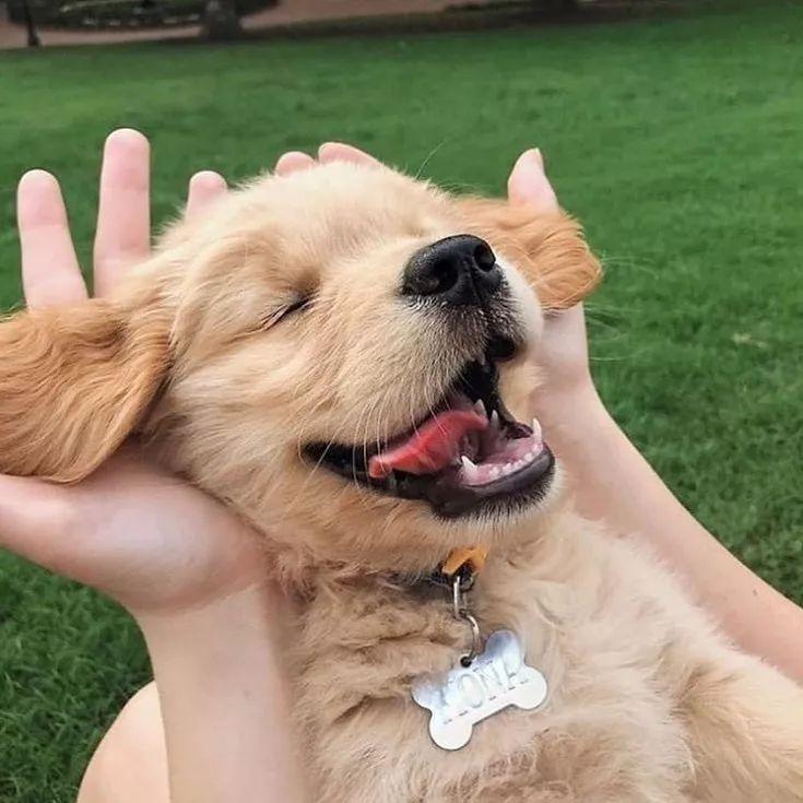 宠物每天几点吃饭最健康? 宠物每天几点吃饭最健康?