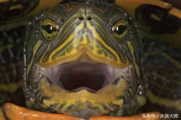 巴西龟挑食饿肚子？新手必看的投喂指南