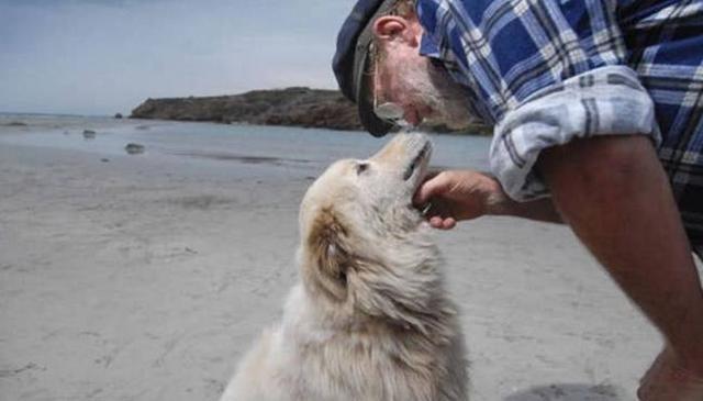 长得像狐狸的狗到底好不好养？