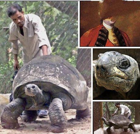 印度星龟到底能不能在家养？