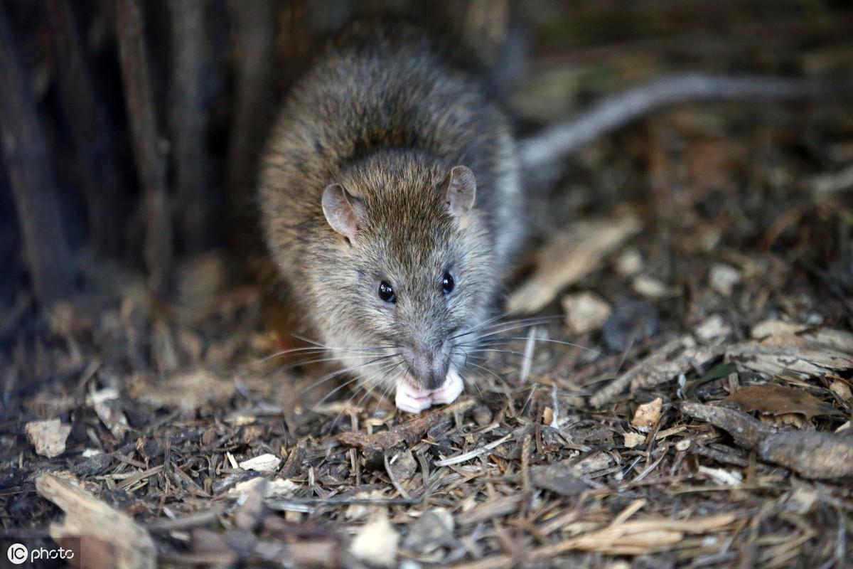 猫的灭鼠药中毒：症状、治疗与预防措施全解析