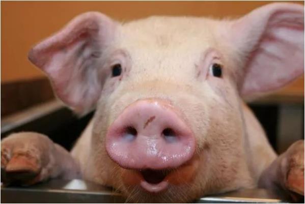 属猪的今年到底多少岁？