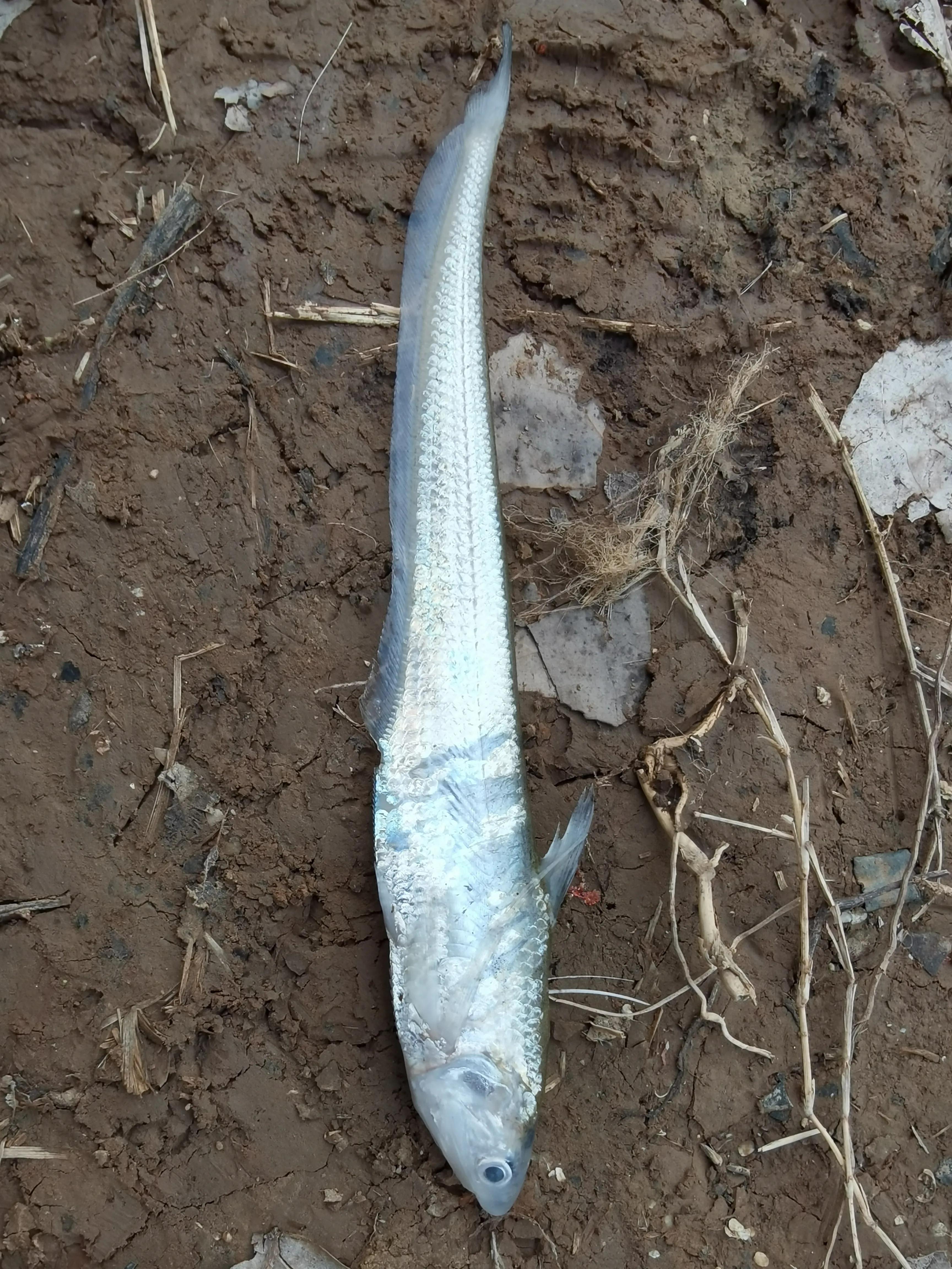 长江刀鱼凭什么卖到上万元一斤？