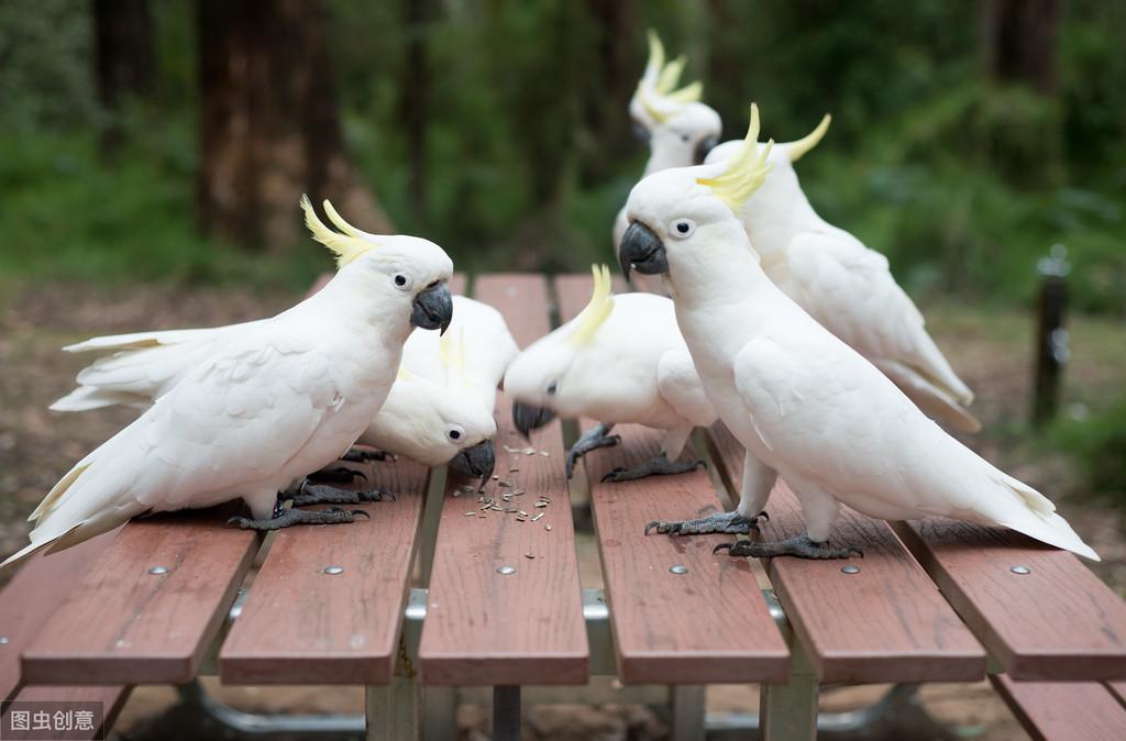 养凤头鹦鹉科真的像养三岁熊孩子吗？